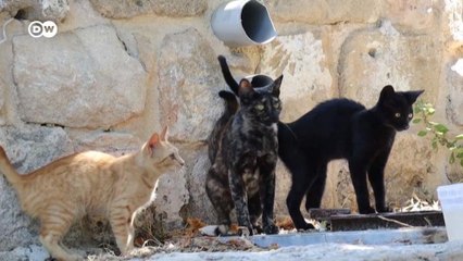 Kedi dostunuzun acı içinde olup olmadığını anlayan telefon uygulaması
