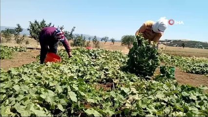 Anasona alternatif diklen turşuluk salatalık yüzleri güldürdü