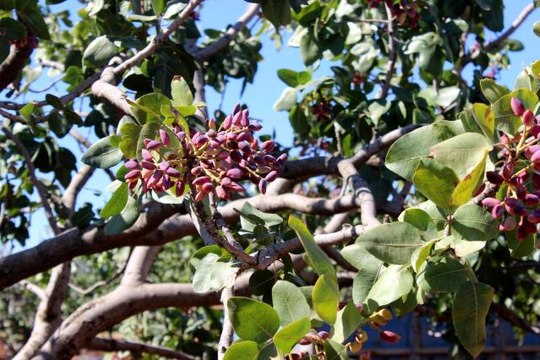 Kilis'te Antep fıstığı hasadı başladı