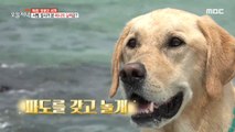 [HOT] The dog that rocked the beach?! Benny the Surfing Master, 생방송 오늘 저녁 210817