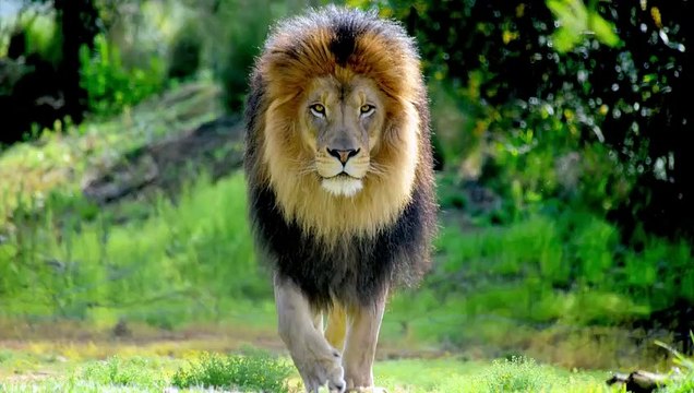 Nel mondo animale le dimensioni non sempre contano: anche i piccoli possono mangiare i più grandi