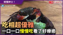 螃蟹像紳士一般進食 吃相優雅到讓人想一直看下去！