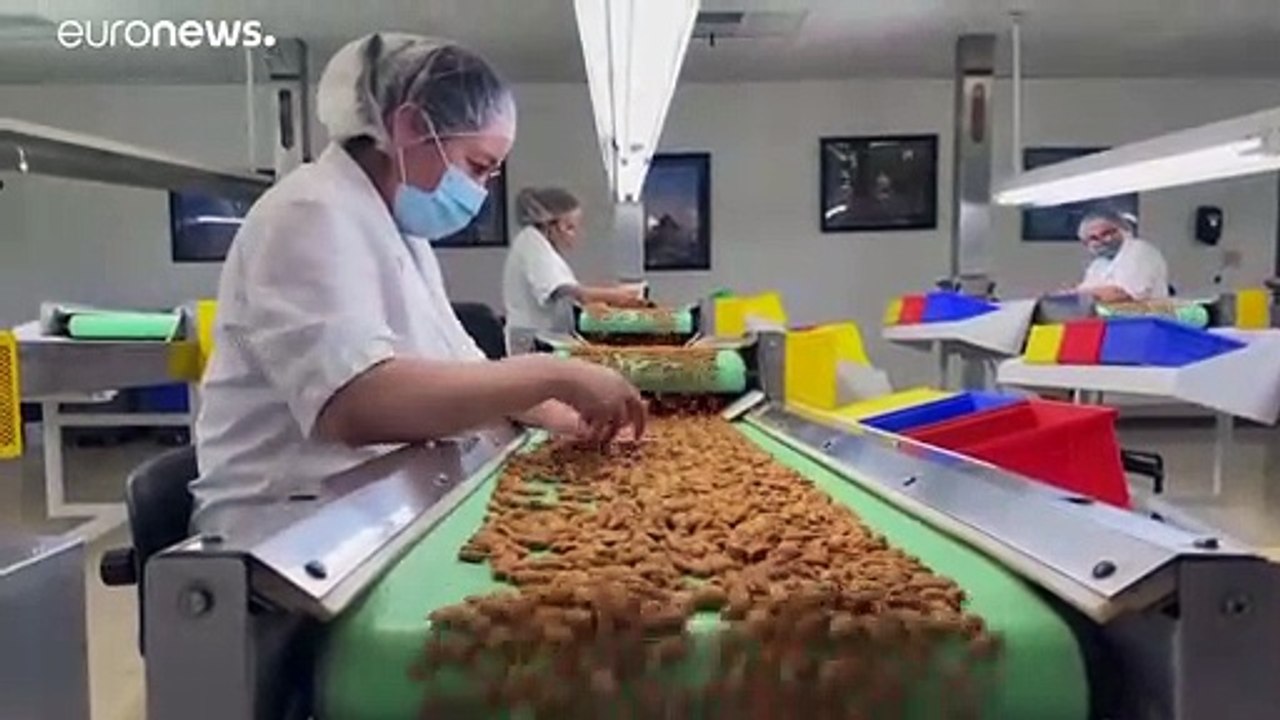 Bitter für Kalifornien: Durstige Mandeln schaden der Umwelt