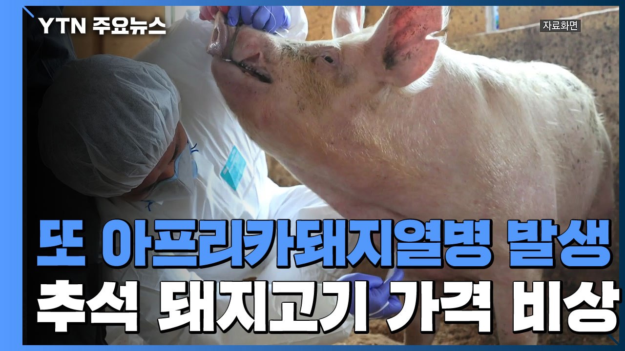또다시 아프리카 돼지열병...추석 앞두고 돼지고기 가격 비상 / YTN