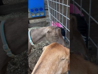 Goats Enjoy Their New Scratching Toys