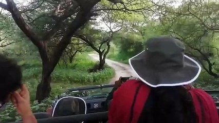 सीएस ने की लेपर्ड की साइटिंग