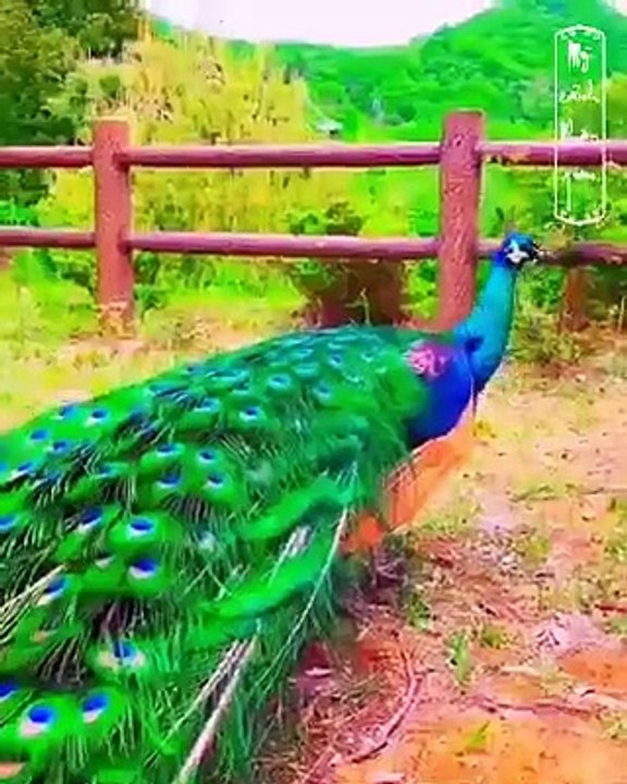 Peacock dancing...