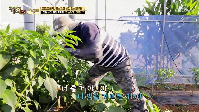가수 편승엽의 반전 일상! 텃밭에 장보러온(?) 매니저 TV CHOSUN 210817 방송
