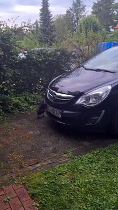 Duck Loves Doing Laps of Parked Car