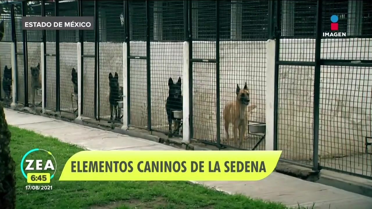 Perros son entrenados para tareas de defensa nacional