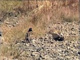 Cinereous vulture and a Himalayan Griffon vulture takes flight in the mountains of Uttarakhand