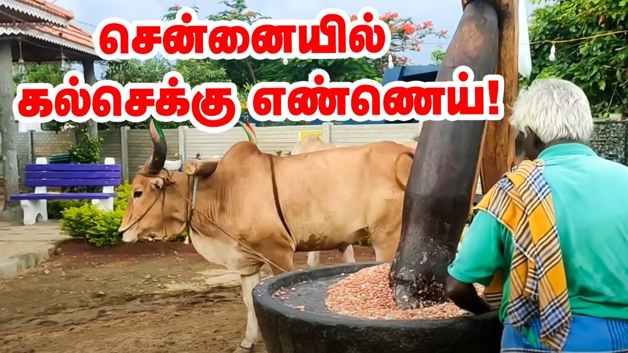 சென்னையில் பாரம்பர்ய நாட்டுக் கல்செக்கு எண்ணெய்! Chekku oil in chennai