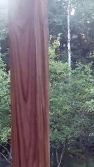 Bear Climbs to the Very Top of Apple Tree