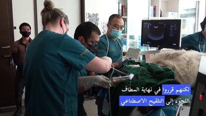 ولادة صغير باندا في حديقة حيوانات سنغافورة بعد تلقيح اصطناعي