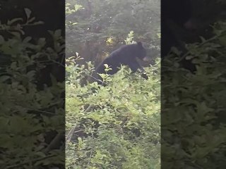 Bear Climbs to the Very Top of Apple Tree