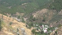 GAZİANTEP - Amanos Dağı eteklerinde boz Antep fıstığı hasadı tamamlandı