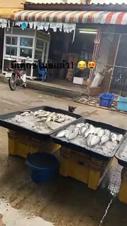 Sneaky Cat Snags a Fish