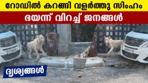 Pet lion wanders on Cambodia street | Oneindia Malayalam