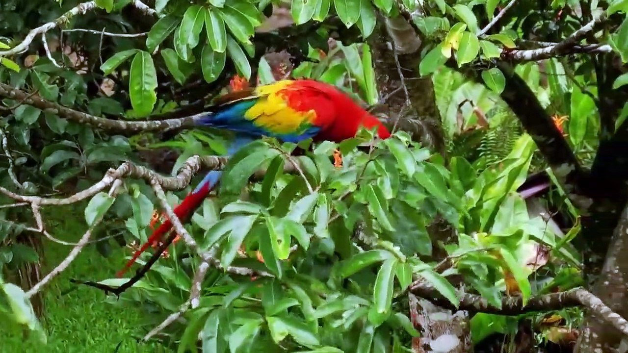 Rainforest Country - Beautiful Costa Rica (哥斯达黎加蜘蛛猴)