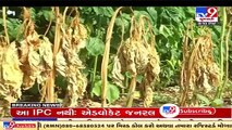 Delayed Monsoon_ Farmers of Botad fear crop failure without proper rainfall _ TV9News
