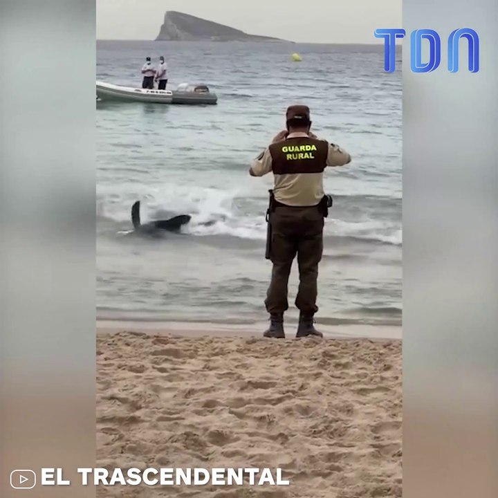 Un requin sème la panique sur une plage en Espagne (Vidéos)