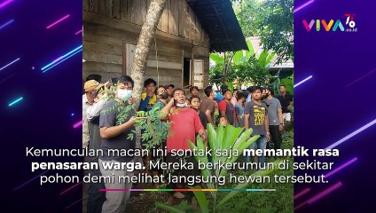 Gegerkan Warga! Macan Dahan Ditemukan di Atas Pohon Rambutan