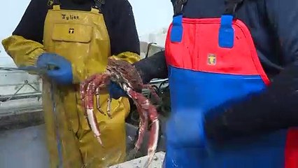 A Boulogne-sur-Mer, un filet biodégradable pour allier pêche durable et enjeux économiques