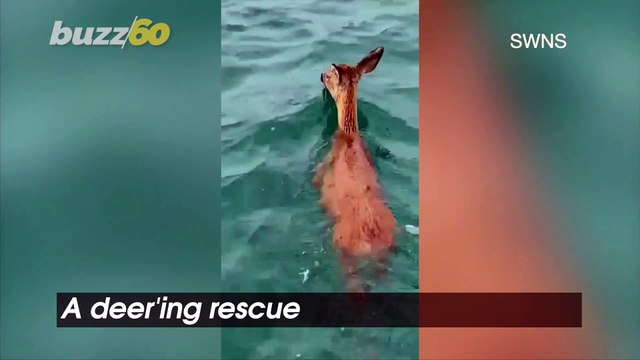 Distressed Deer! Fisherman Rescues Deer Caught Swimming in Deep Waters!