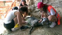 Yangında yavrularını kaybeden anne keçi, hayata küstü