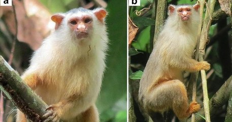 Des chercheurs identifient une nouvelle espèce de ouistiti en Amazonie déjà menacée par la déforestation