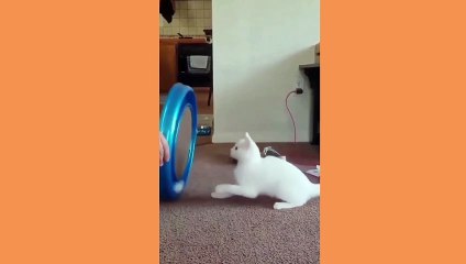 Funny and crazy CATS that will make you laugh