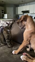 Cat and Dog Pals Pester with Paws
