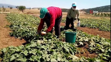 Anasona alternatif dikilen turşuluk salatalık yüzleri güldürdü