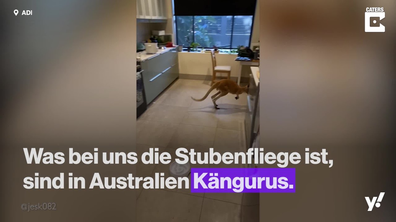 Nur in Australien: Känguru verirrt sich in Wohnung