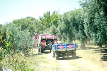 Son dakika 3. sayfa: Orhangazi'de orman yangını büyümeden söndürüldü