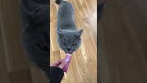 Cold Treat Gives Cat Brain Freeze