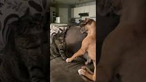 Cat and Dog Pals Pester with Paws