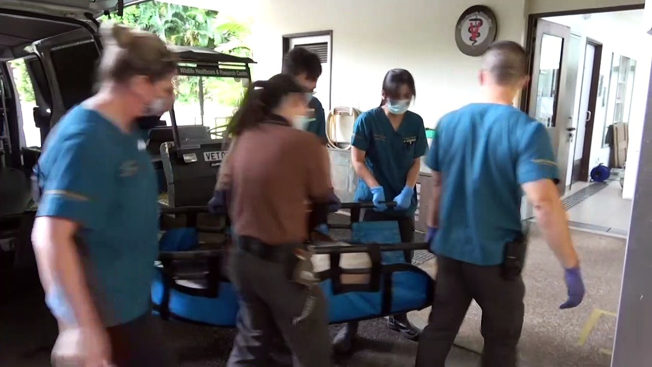 Bebê panda nasce em Cingapura