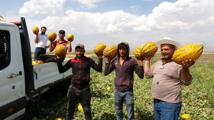 Muş Ovasındaki kavunlar çevre illere gönderiliyor