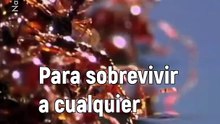 La asombrosa capacidad de las hormigas de fuego para crear estructuras con sus cuerpos  de Fuego