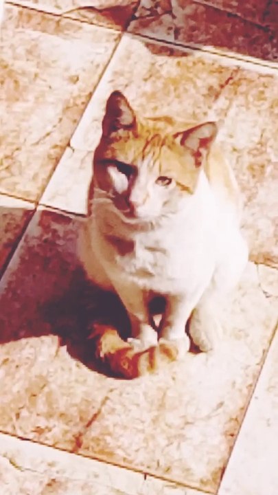 Street cats attack every day in search of food