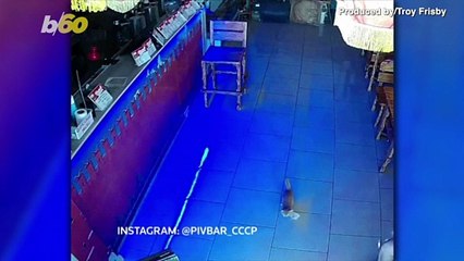 An Adorable Cat Tried To Pull Off a Heist But Ultimately Failed!