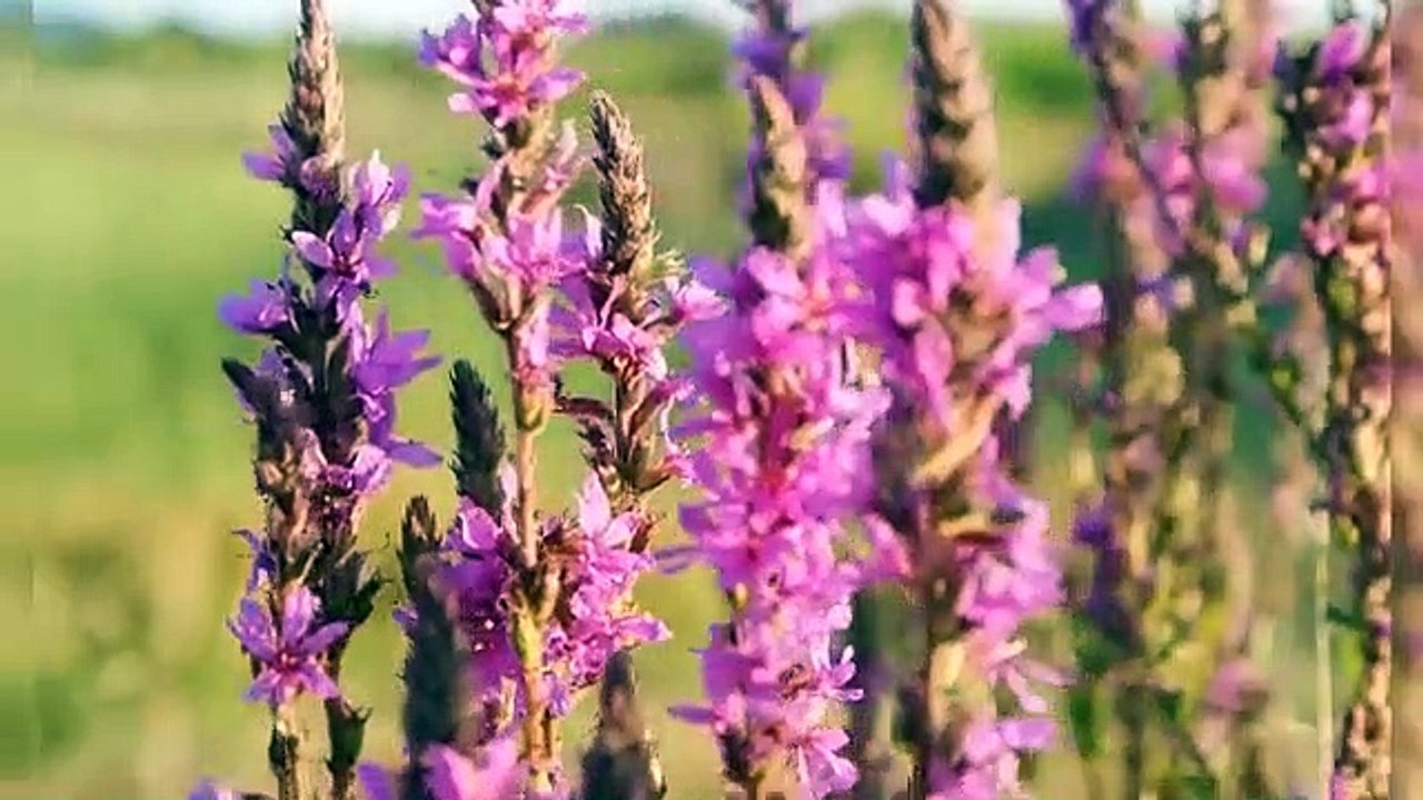 Beautiful Relaxing Hymns, Peaceful Instrumental Music, "By the Peaceful Sea"