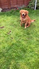 Goofy Golden Knows How to Leap Frog