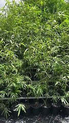 Bamboo Varieties