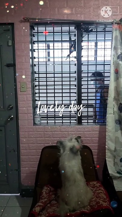 dogie