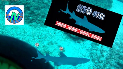 Punta blanca, Triaenodon obesus,  Whitetip  shark, Matapalito, Guanacaste, Costa Rica.