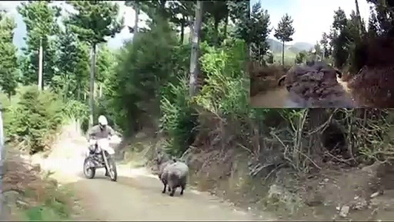 Angry ram vs rider - He's back & angrier than ever -RAMCAM edition-