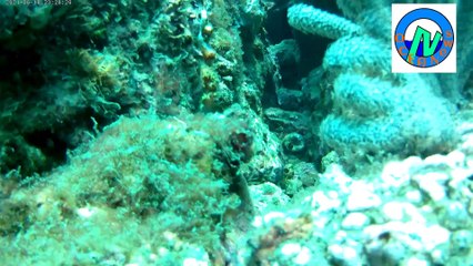 Corales ramificados, masivos y octocorales. Guanacaste, Costa Rica.