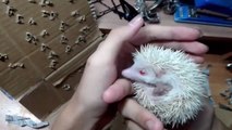 Funny Animals - Cute Porcupines #45 - Animals Video 2021